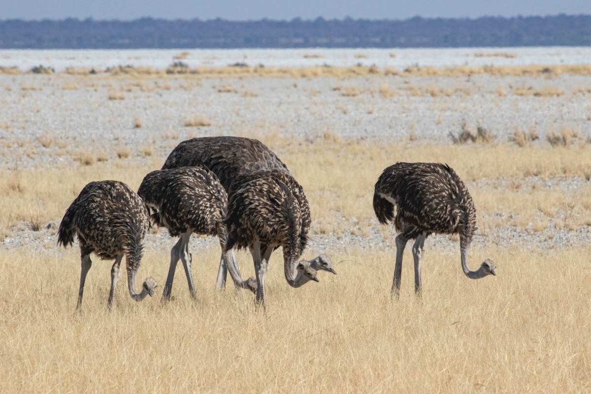 A herd of ostriches searching for food on the ground