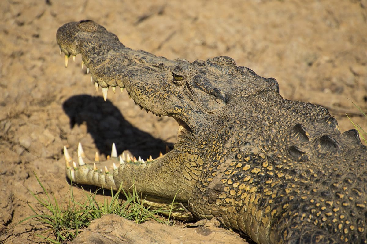 A crocodile with its mouth open.