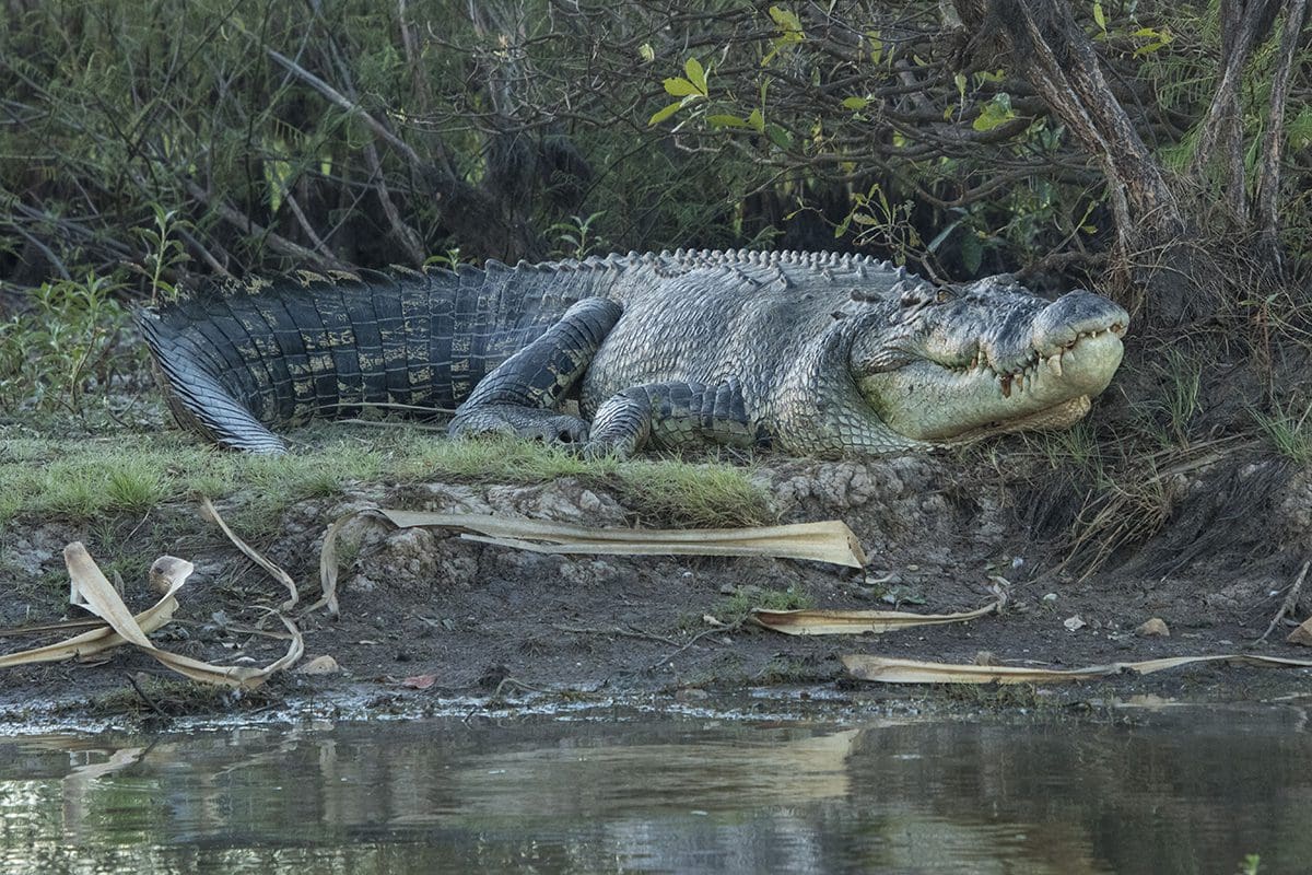 A large alligator resting on the bank of a river.