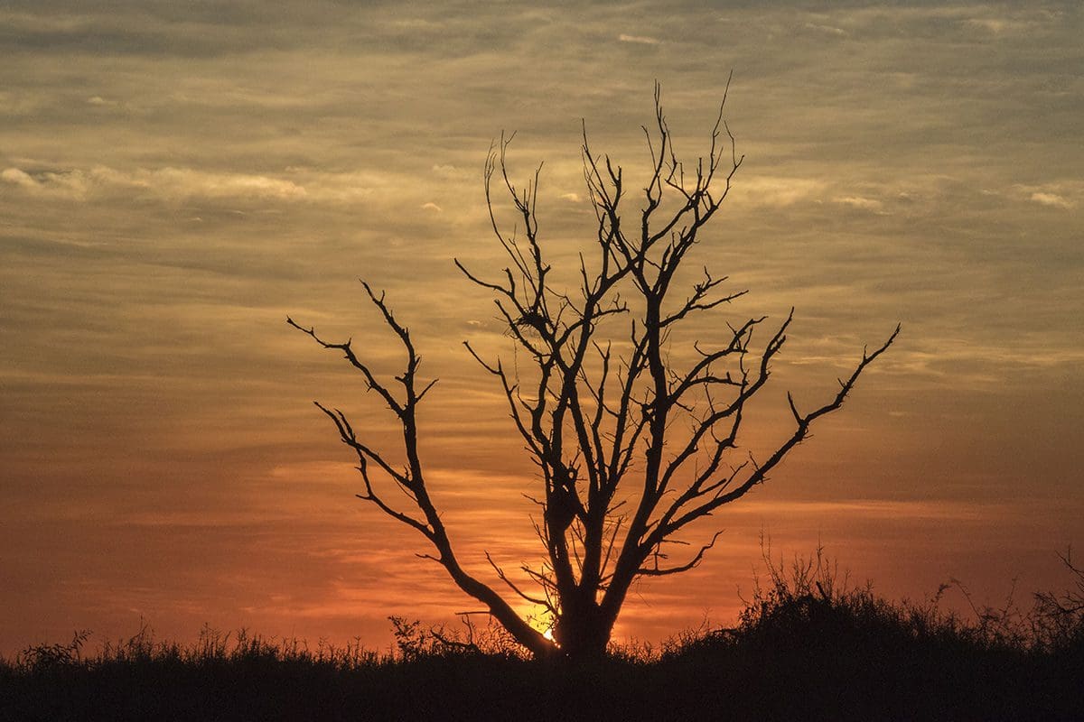 A bare tree is silhouetted against the sunset.