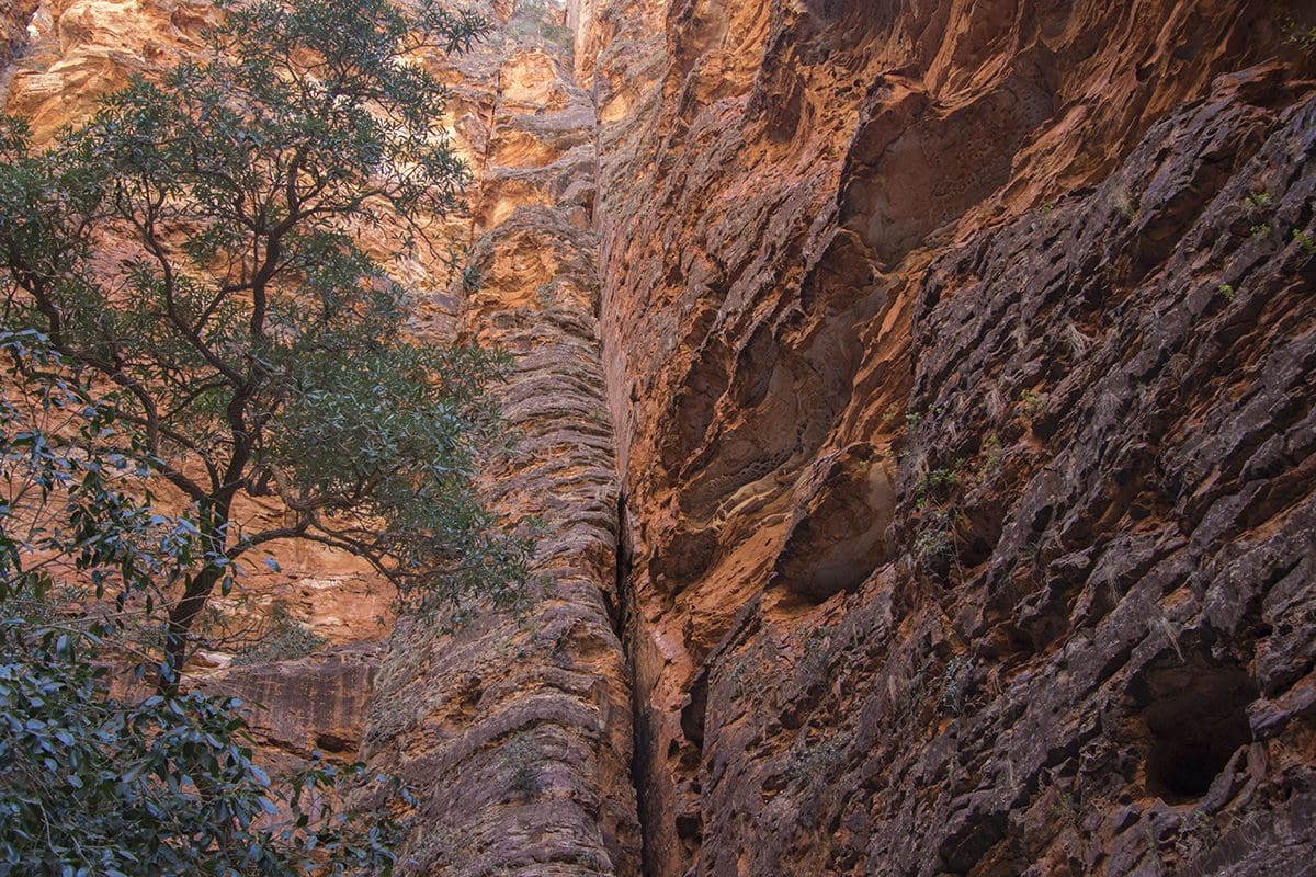 A narrow canyon with trees in it.