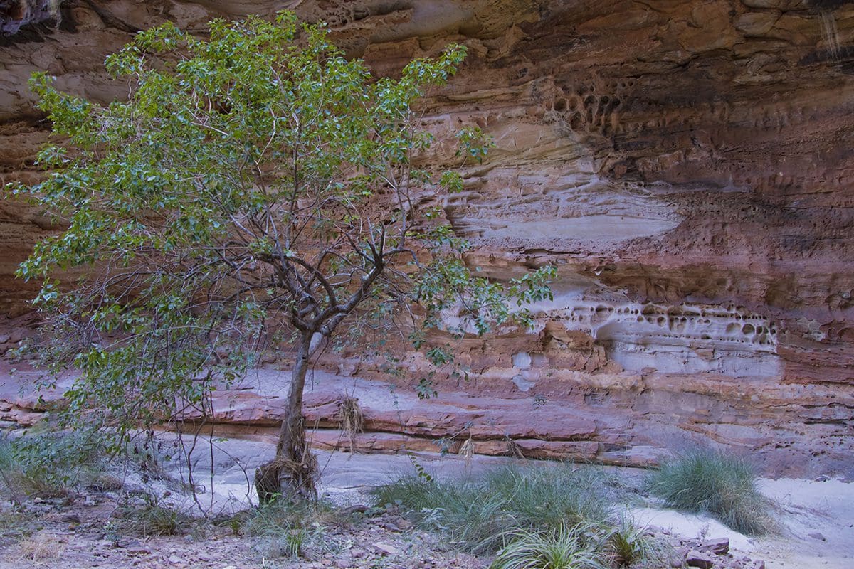 A lone tree in the middle of a canyon.