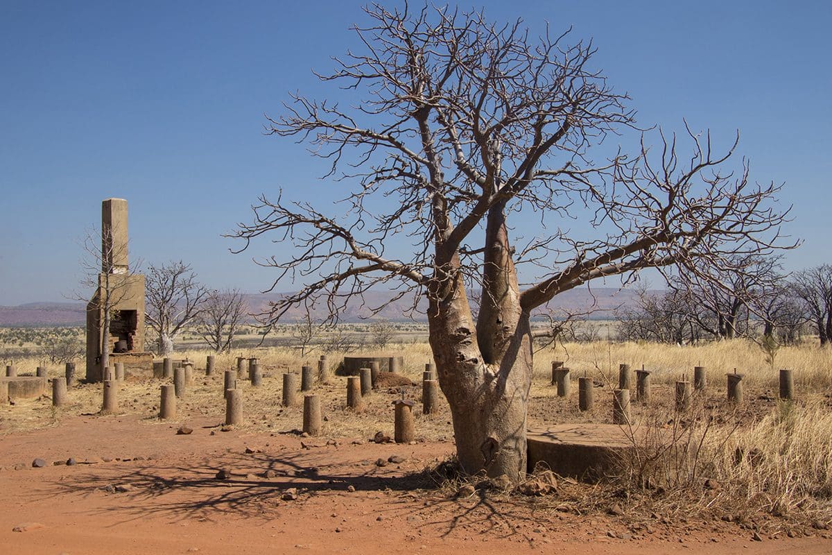 A dead tree in the middle of a desert.