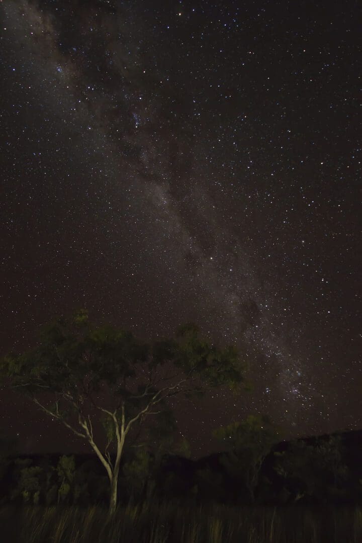 A tree and the milky in the night sky.