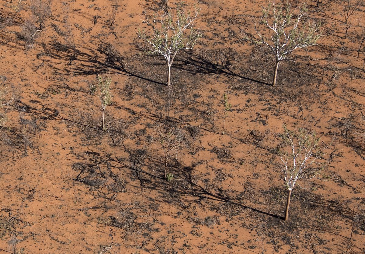 An aerial view of some trees in the desert.