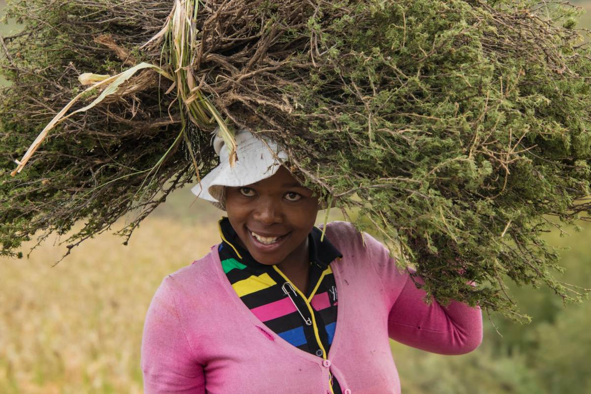 A woman carrying a bundle of grass on her head.