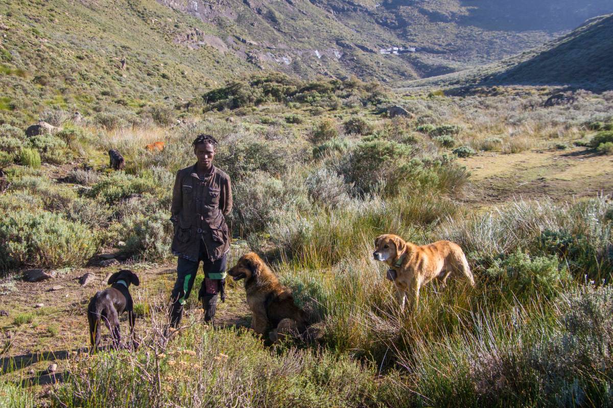 A woman is standing with her dogs in the mountains.