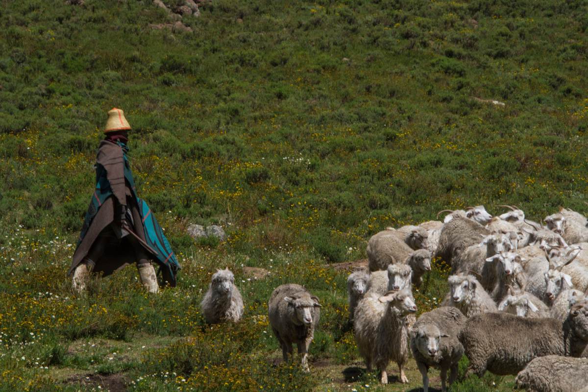 A man is leading a herd of sheep.