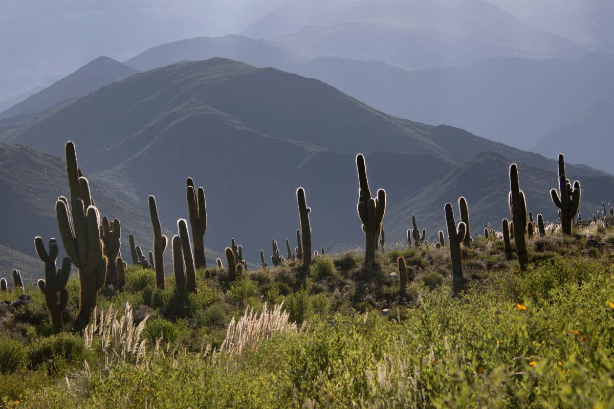 Saguaro cactus in the mountains.