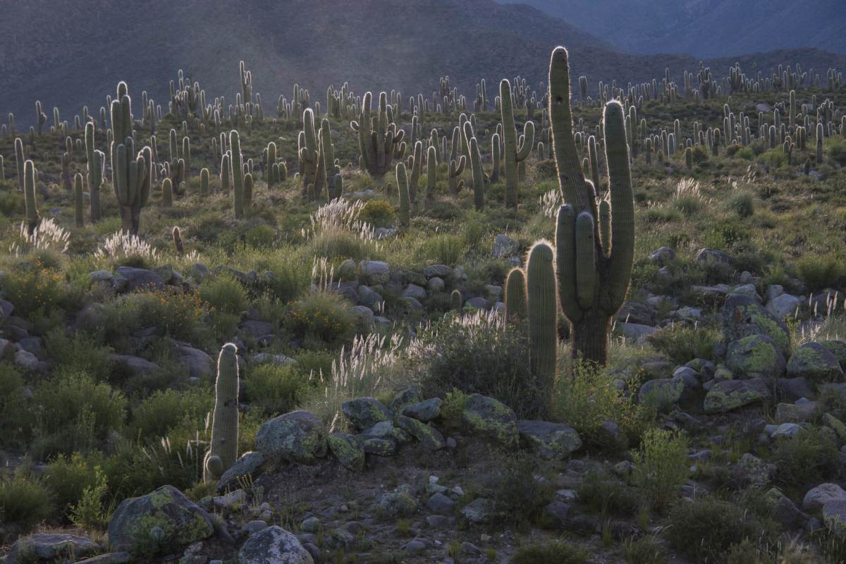 Saguaro cactus in the mexican desert.