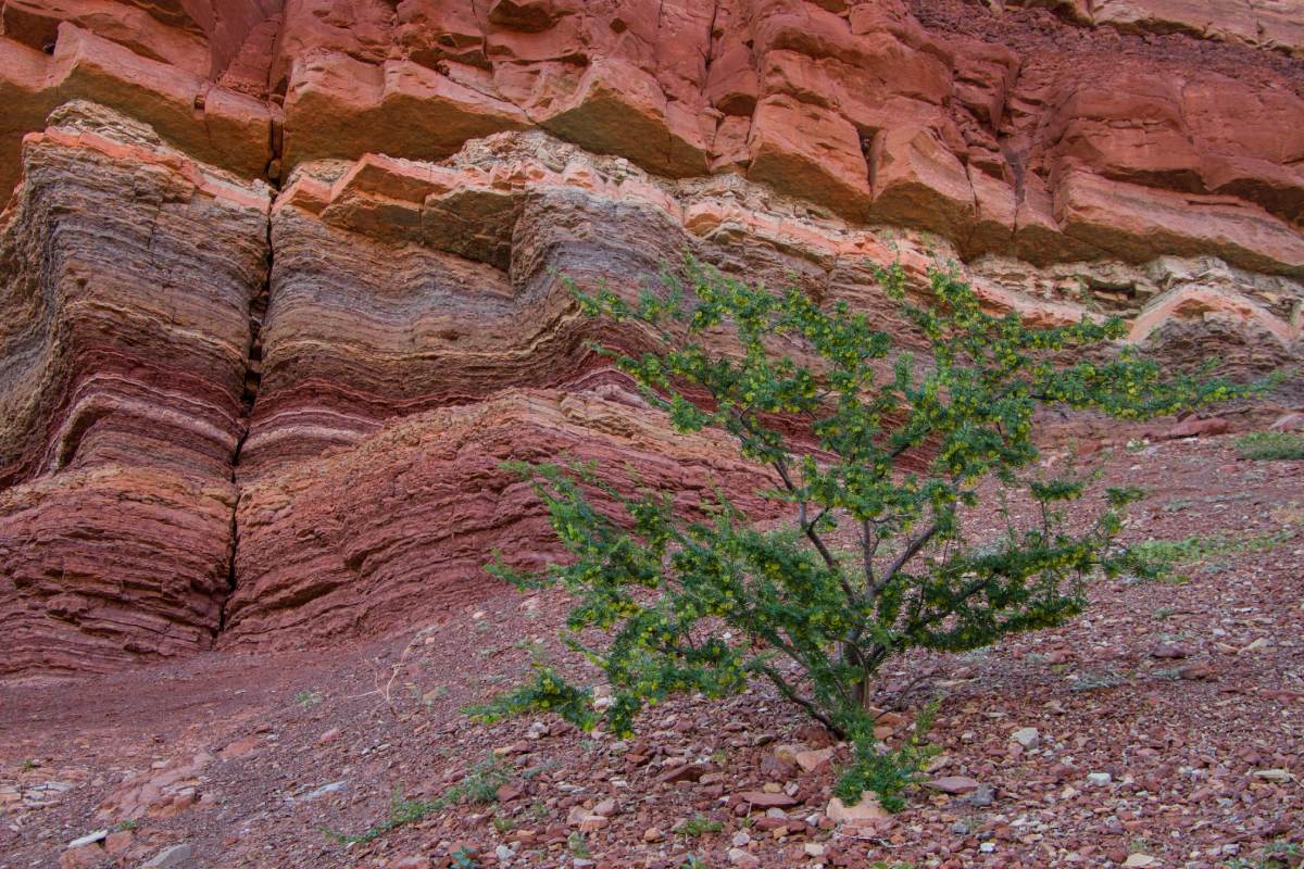 A tree grows in front of a colorful rock formation.