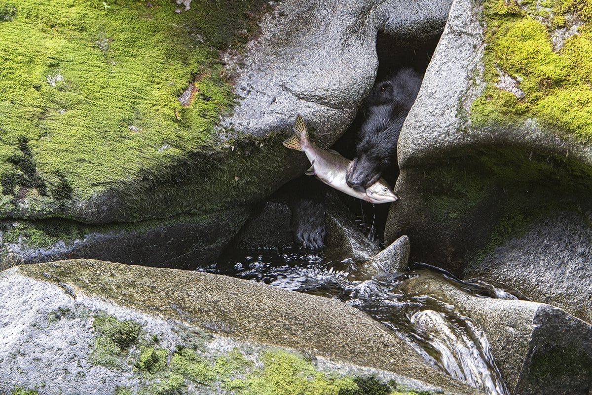 A black dog is eating a fish out of a rock.