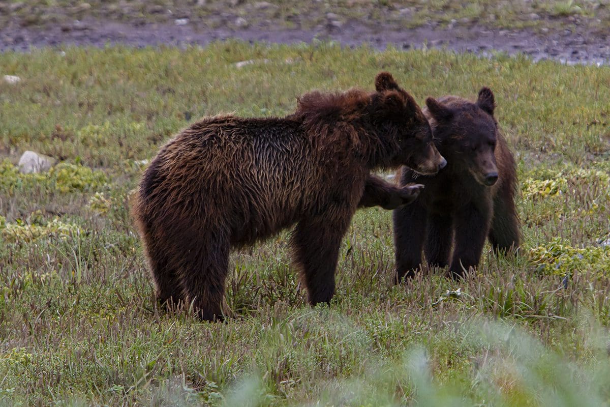 Two brown bears standing in a grassy field.