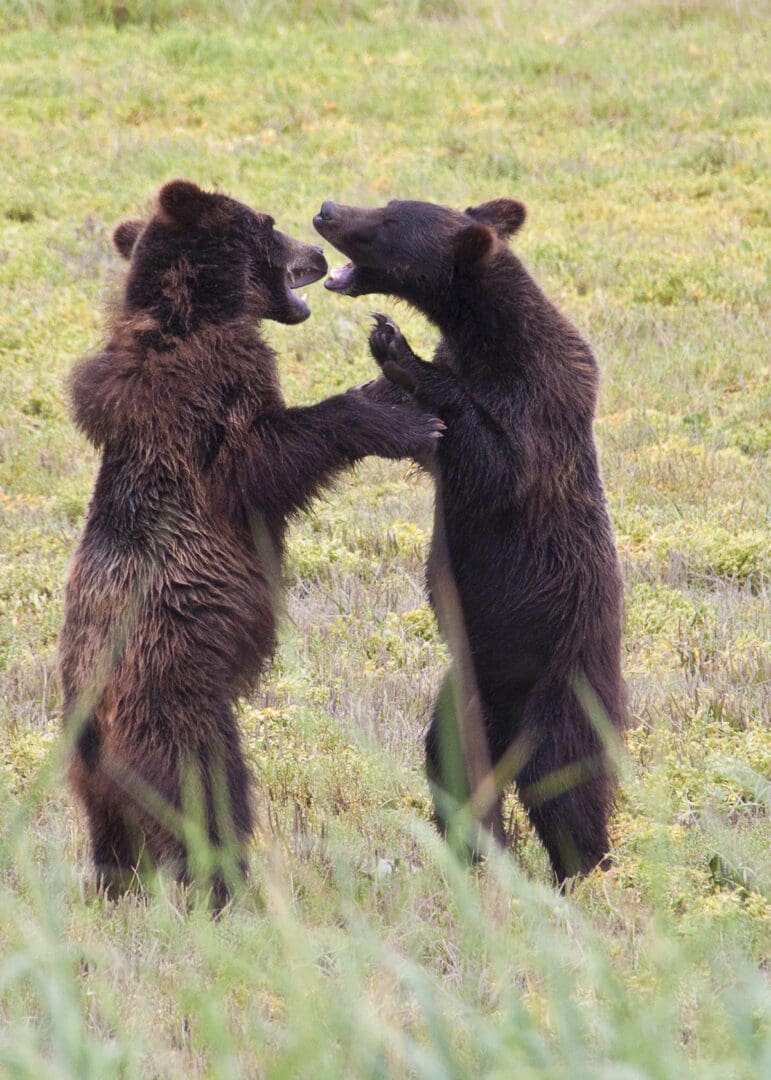 Two brown bears fighting in a field.