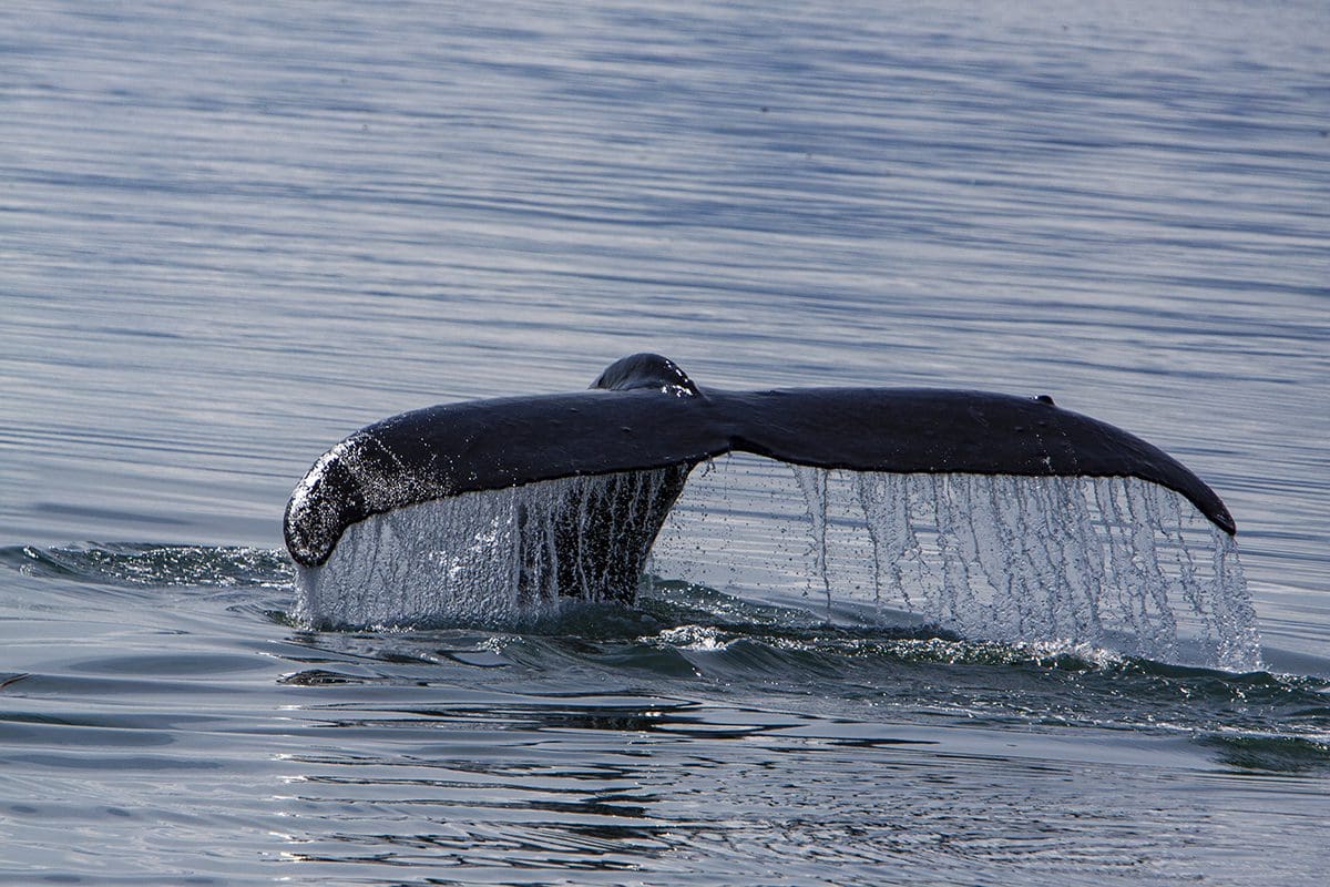 A humpback whale in the water.