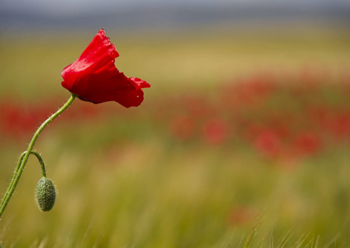 A single red poppy in a field of wheat.