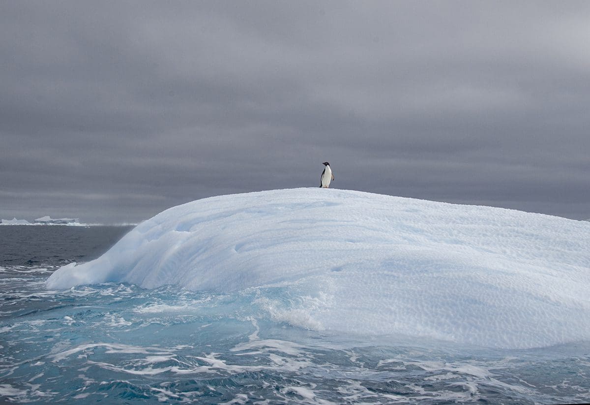 A penguin standing on top of an iceberg.