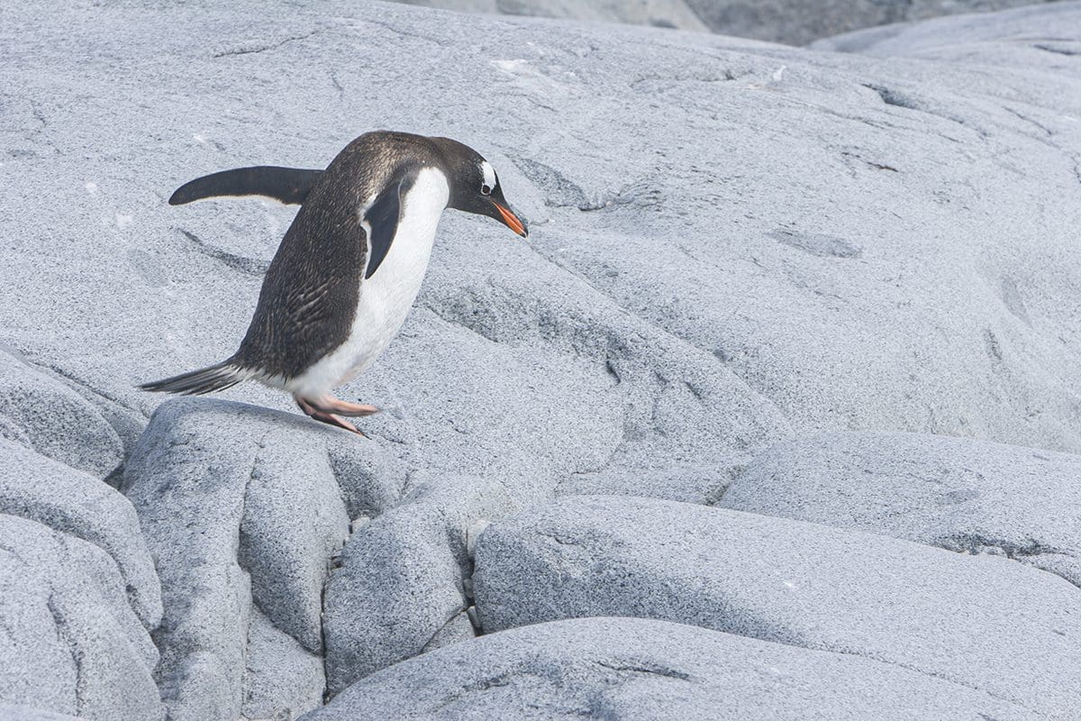 A penguin is standing on top of some rocks.