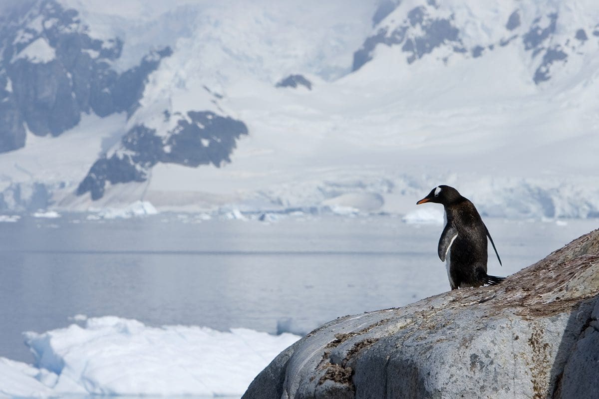 A penguin standing on a rock in front of icebergs.