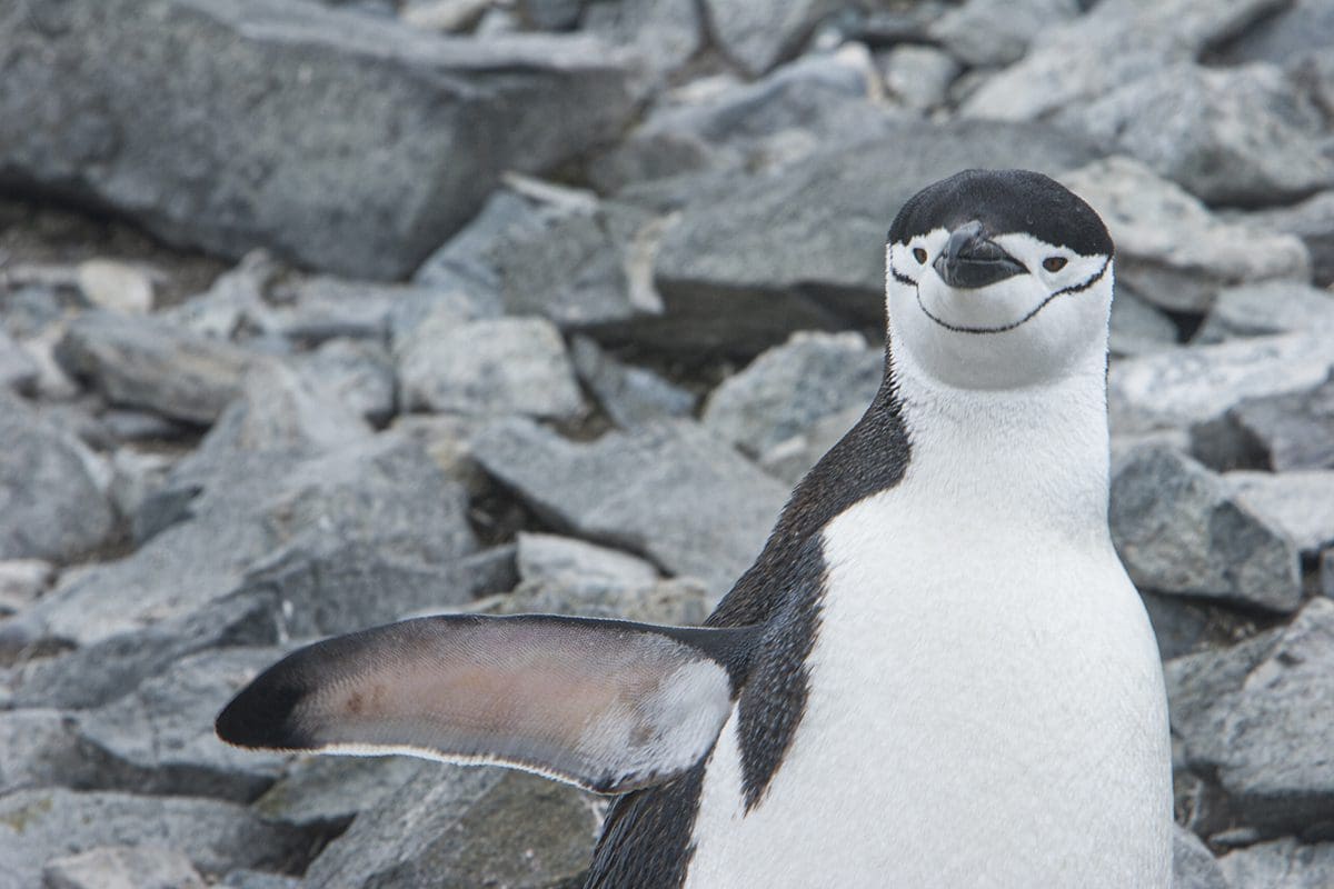 A black and white penguin standing on a pile of rocks.