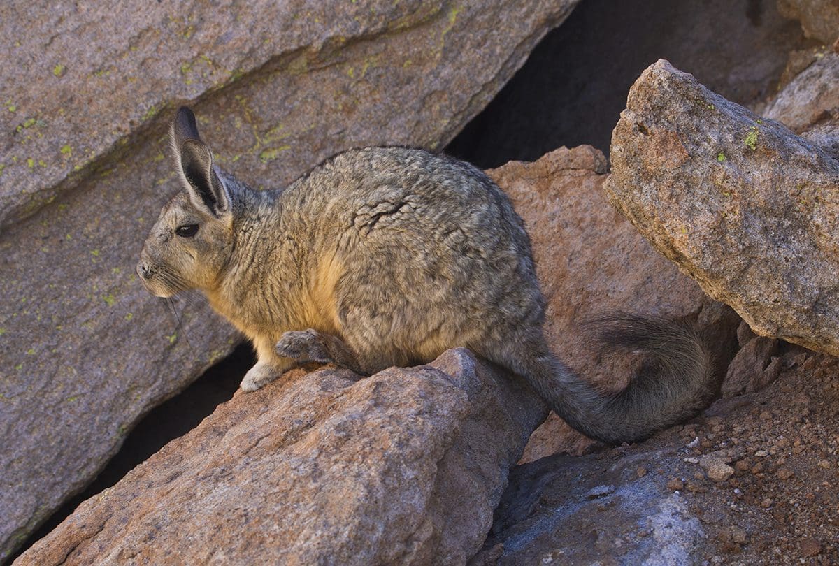 A small gray animal is sitting on top of a large rock.