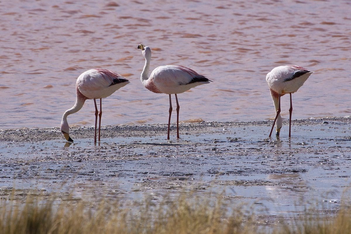 Three pink flamingos standing in shallow water.