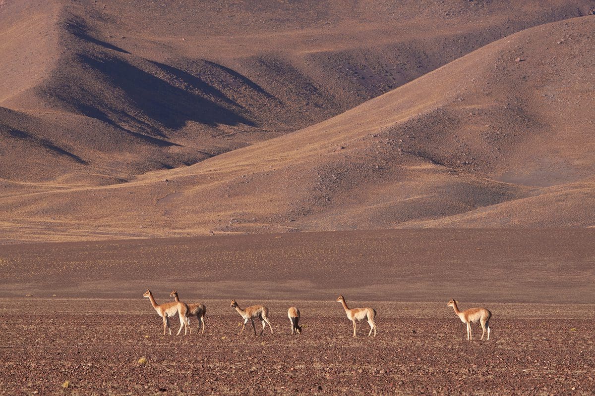 A group of antelopes in the desert.