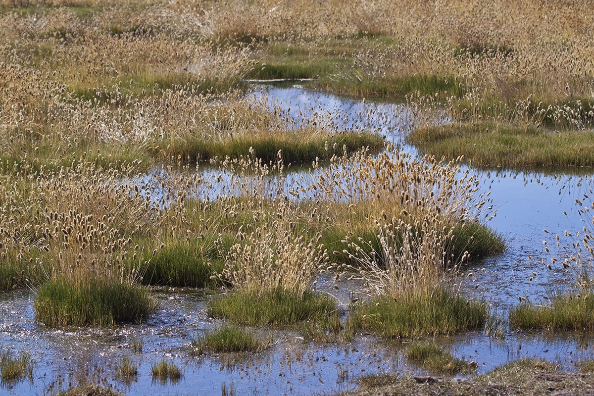 A grassy area with a pond and reeds.