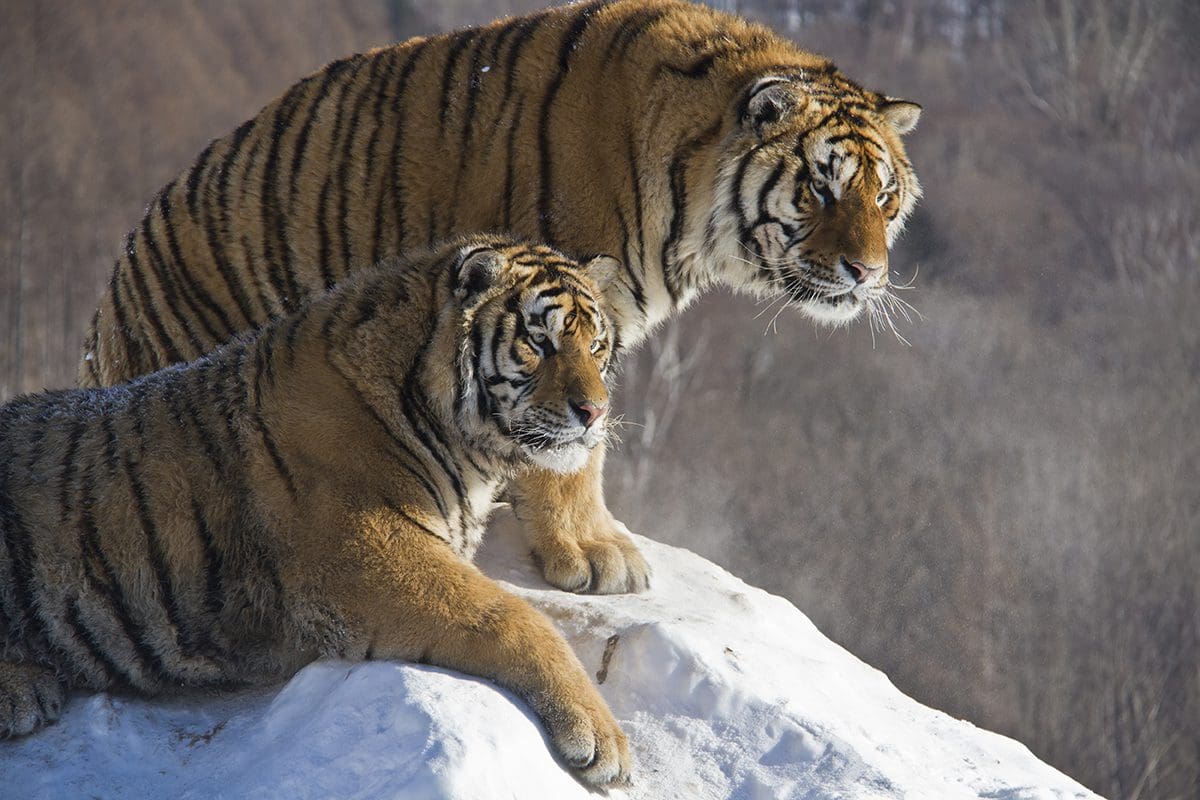 Two tigers sitting on top of a snowy hill.