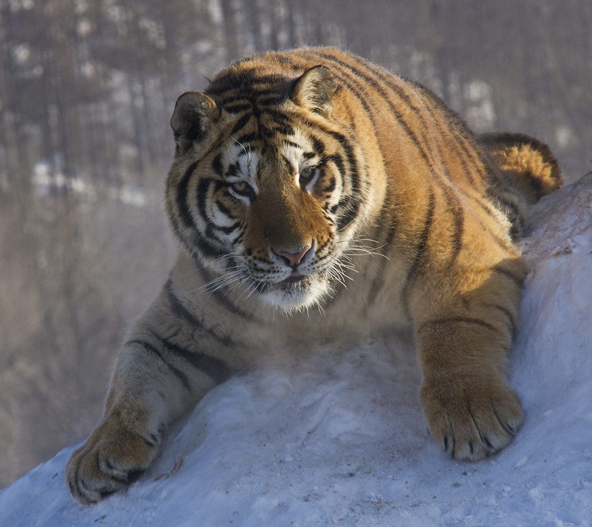 A tiger is sitting on top of a snowy hill.