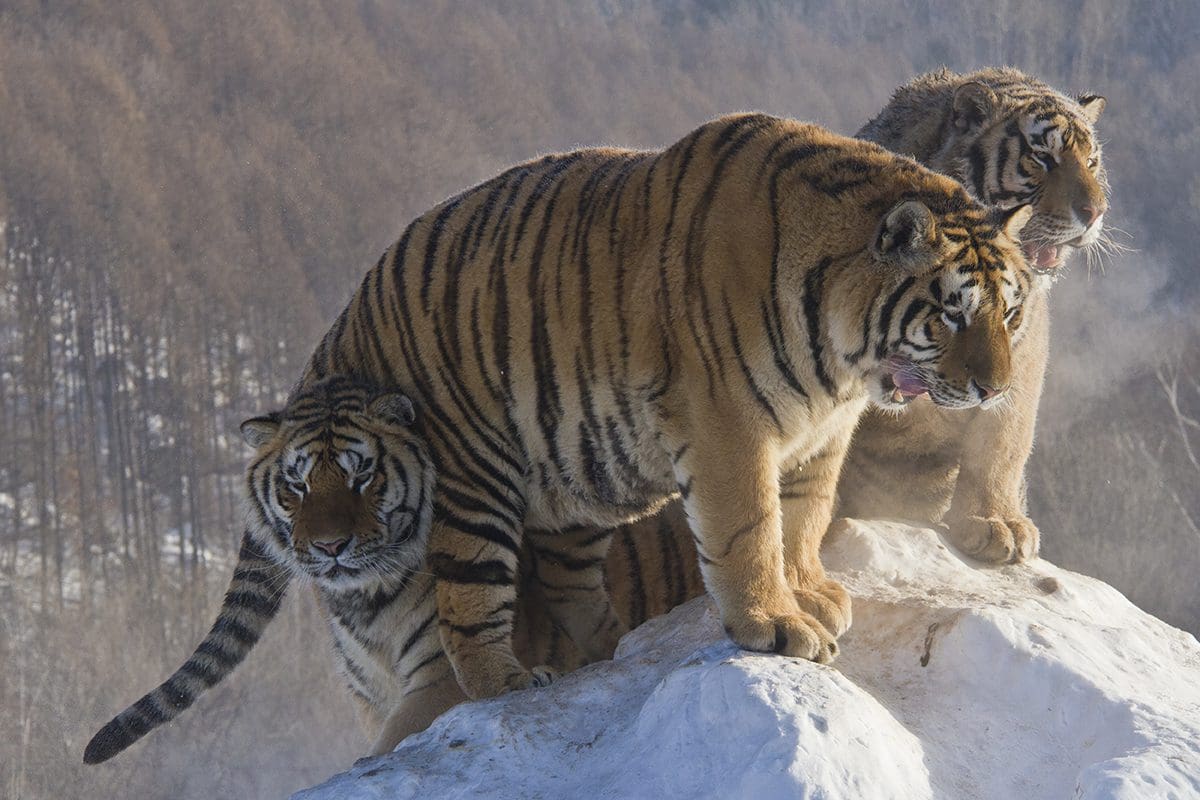 Three tigers standing on top of a snowy mountain.