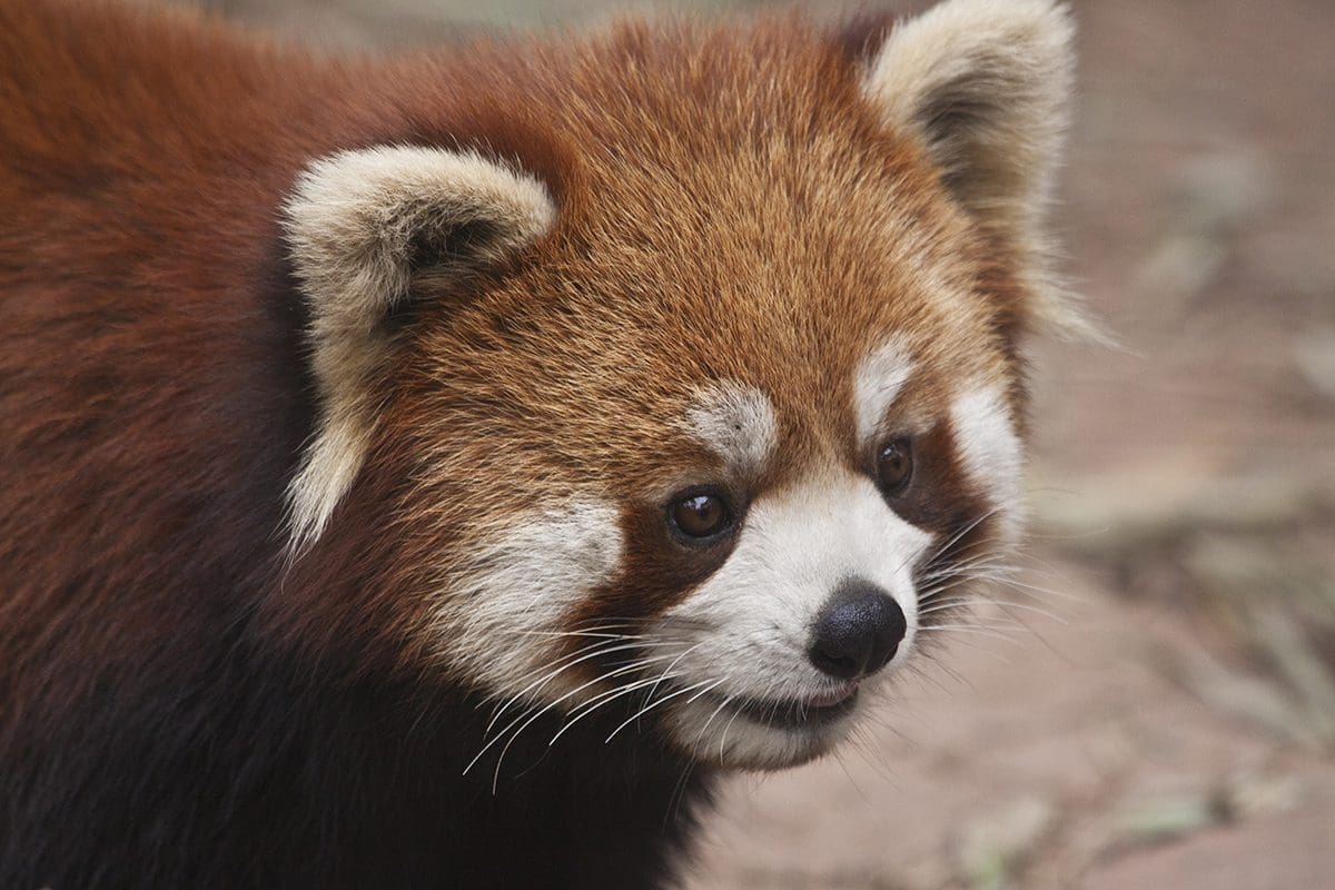 A red panda is looking at the camera.