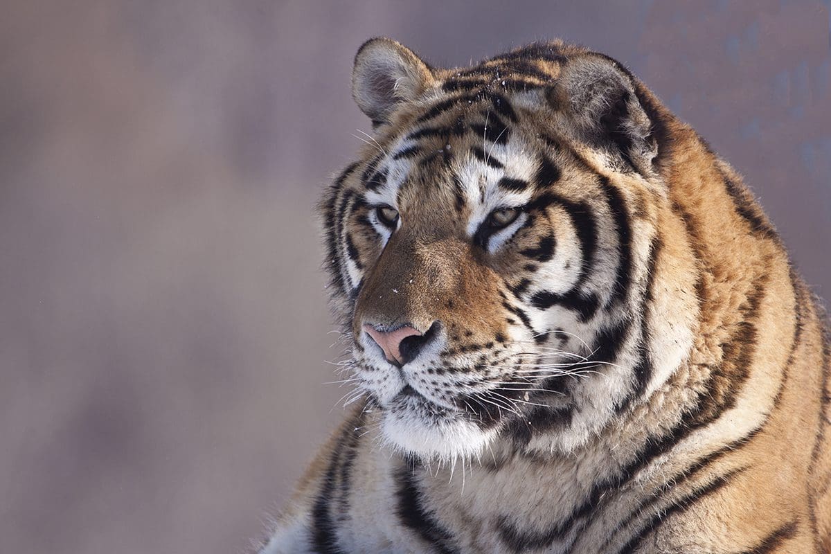 A close up of a tiger looking at the camera.