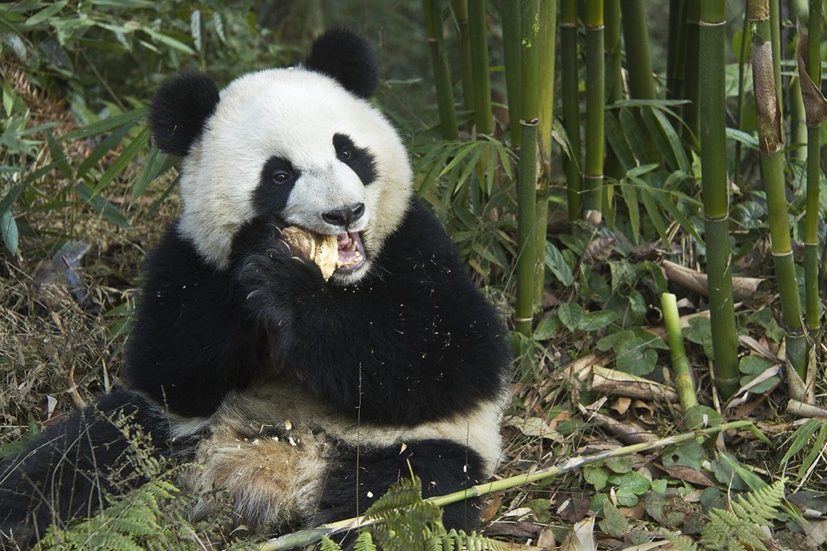A panda bear eating a piece of bamboo.