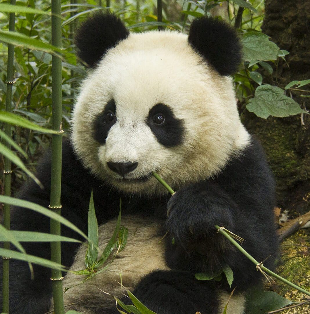 A panda bear sitting in a bamboo forest.