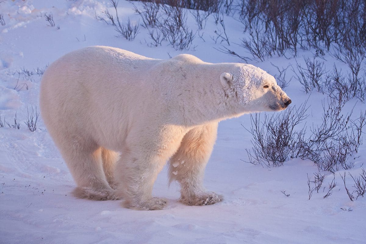 A polar bear standing in the snow.
