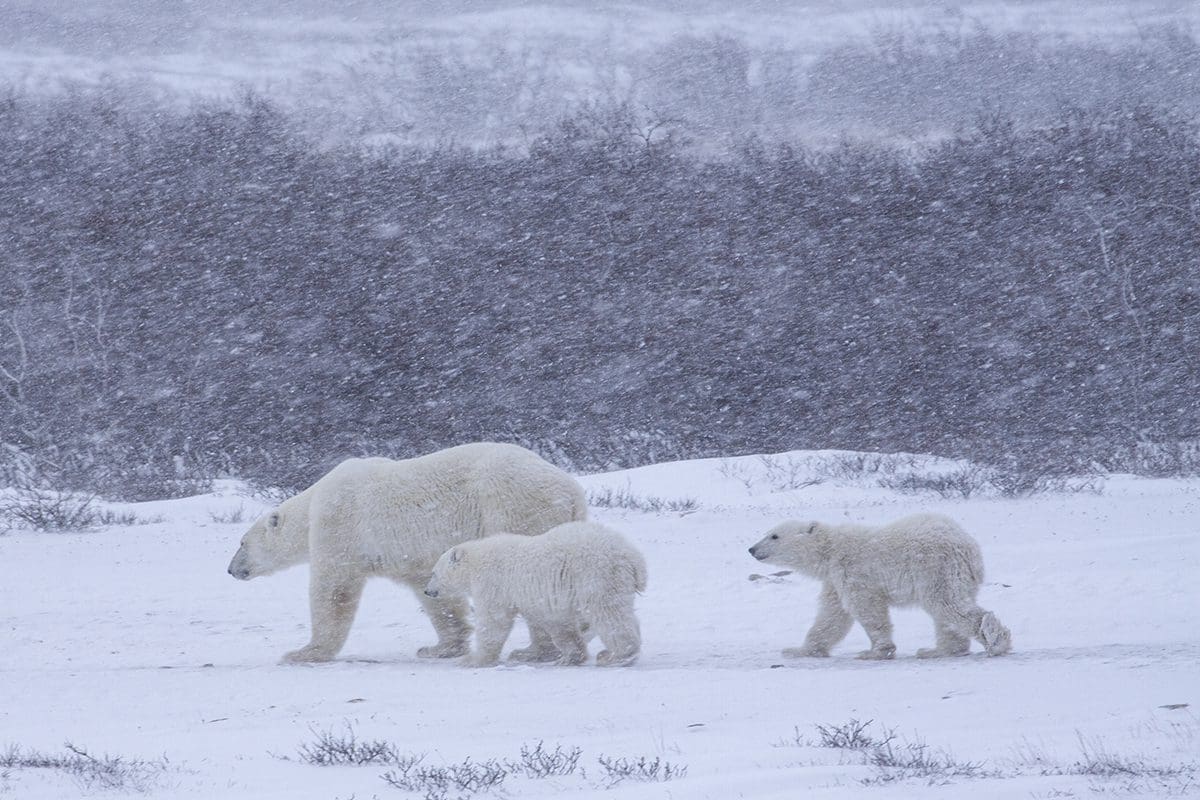 Three polar bears walking in the snow.