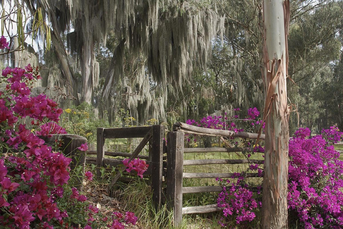 A wooden gate with purple flowers and a spanish moss fence.