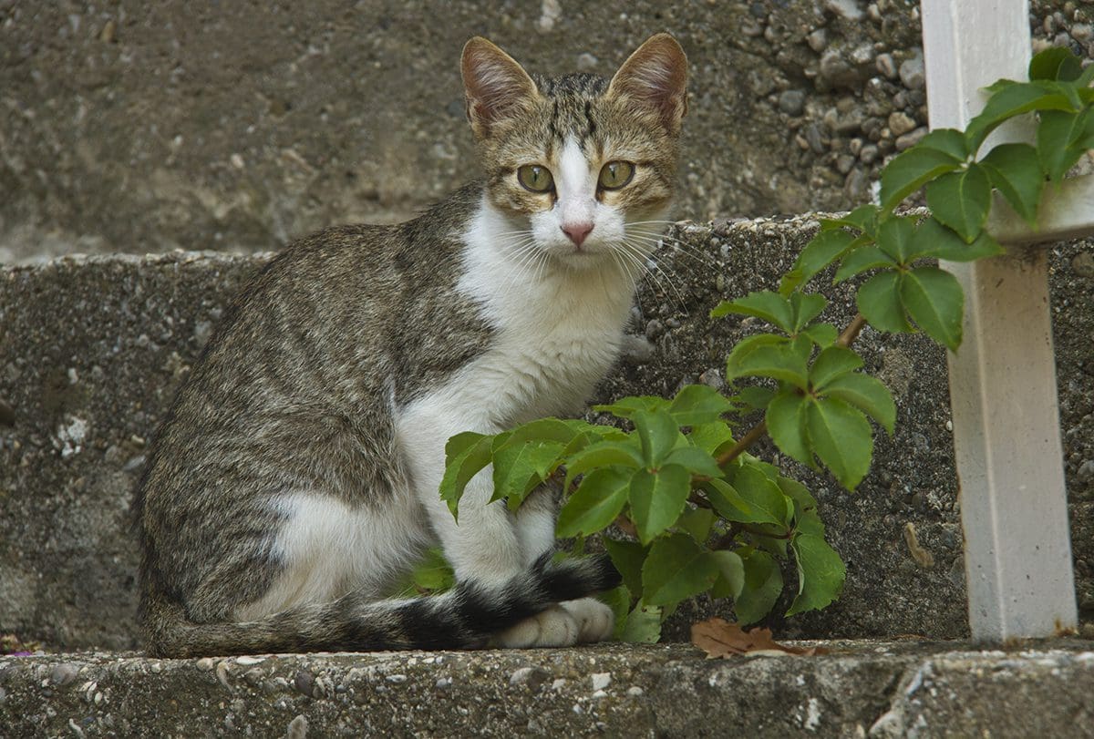 A gray and white cat.