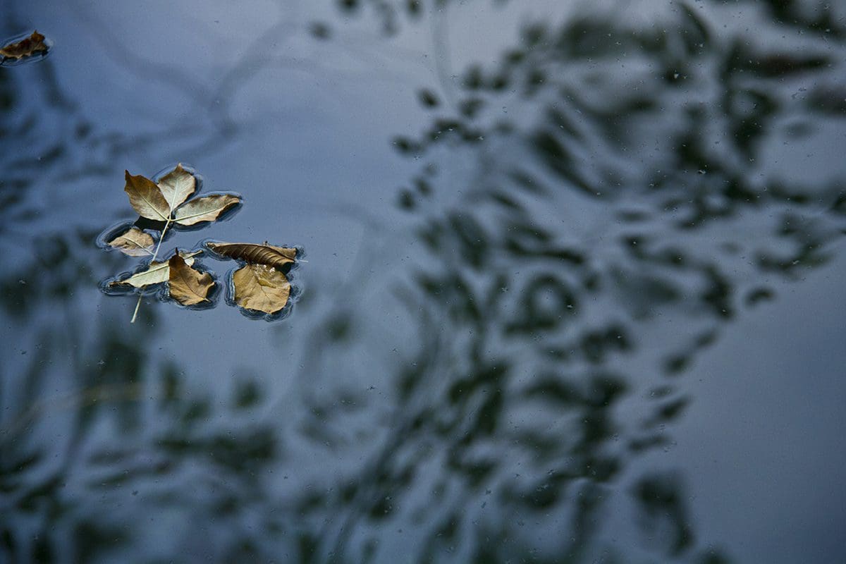 Leaves floating in a pond with reflections.