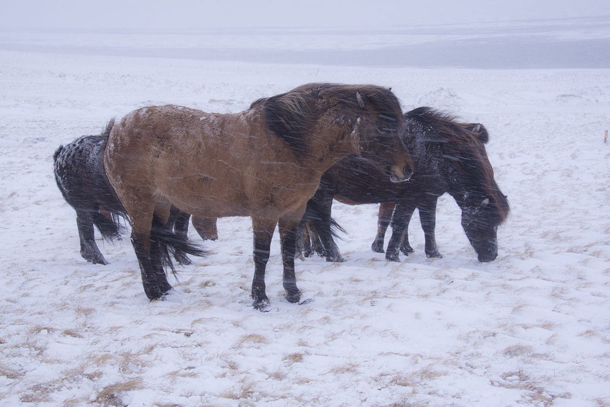 A group of horses grazing in the snow.