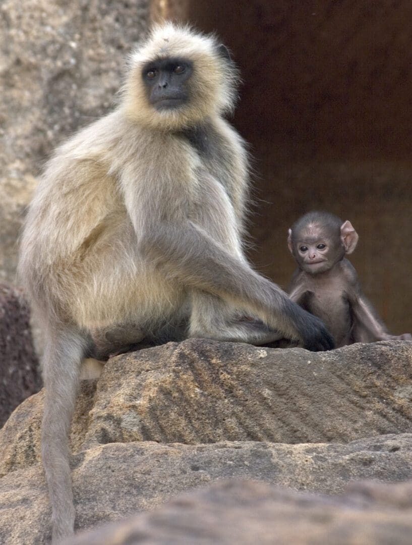 A baby monkey is sitting on a rock.