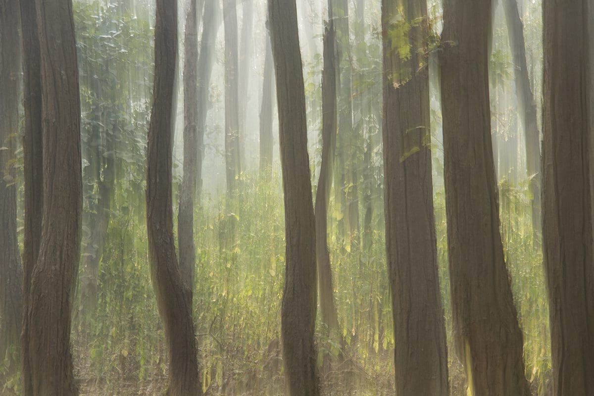 A foggy forest with tall trees in the background.