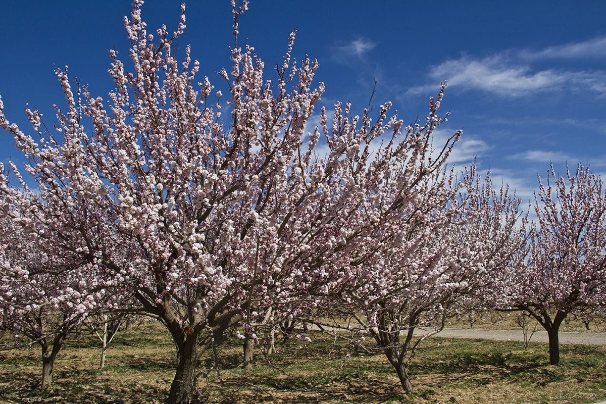 An orchard of pink blossoming trees.