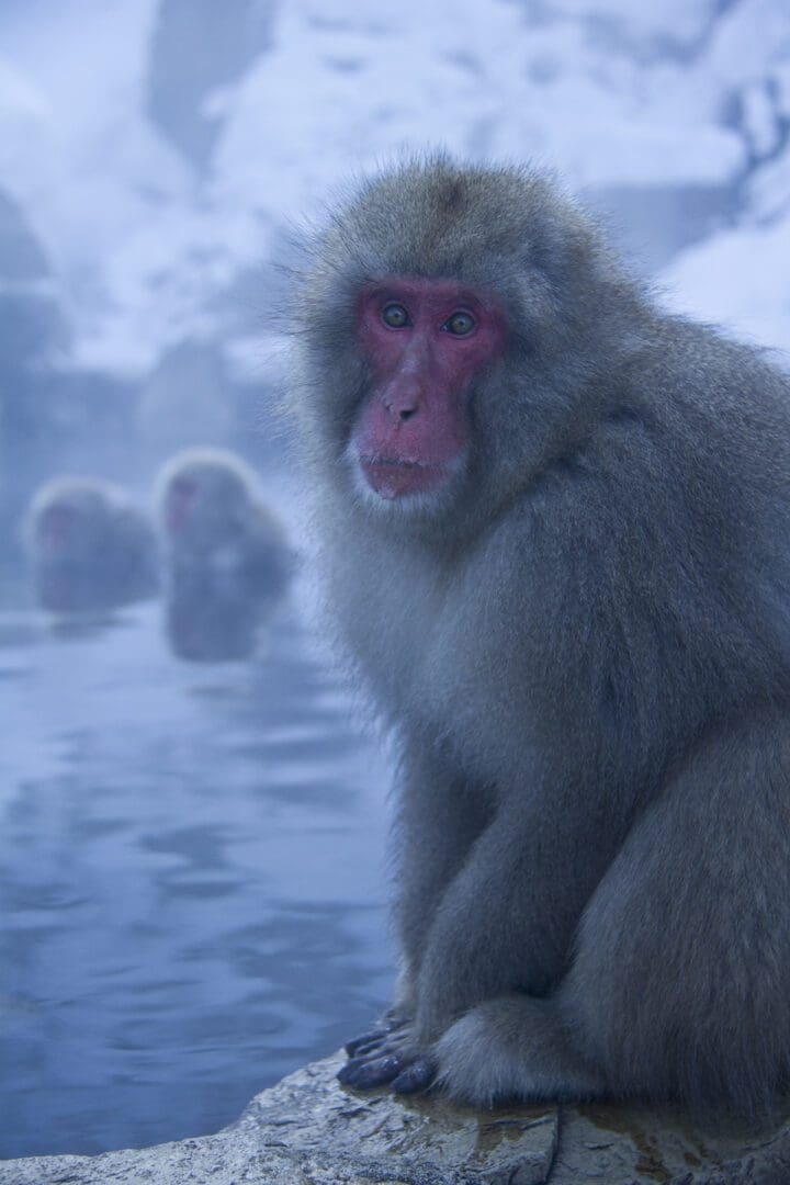 A group of snow monkeys sitting in the water.