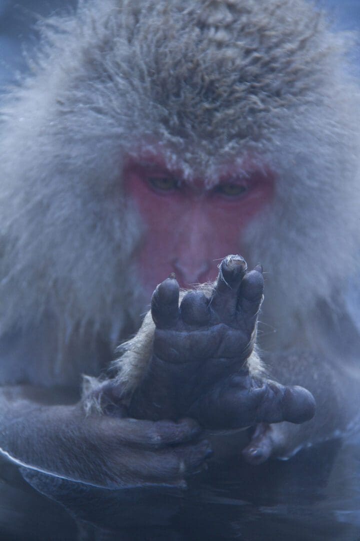 A snow monkey with its hand in the water.