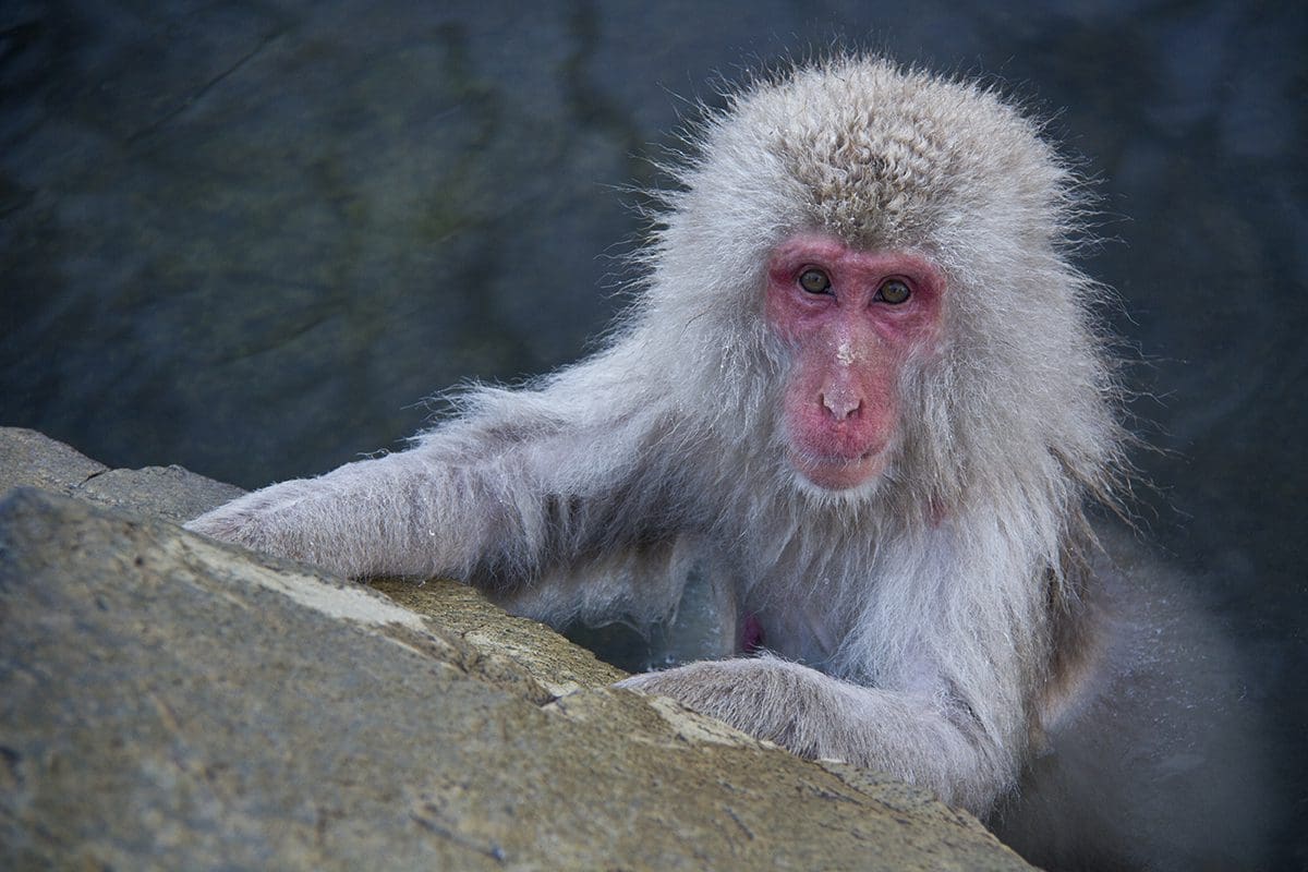 A snow monkey is sitting on a rock in the water.