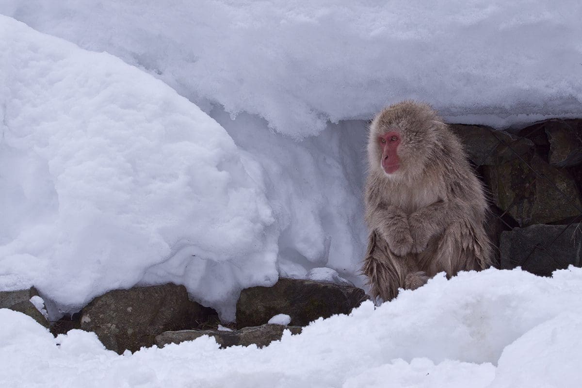 A snow monkey sitting in the snow.