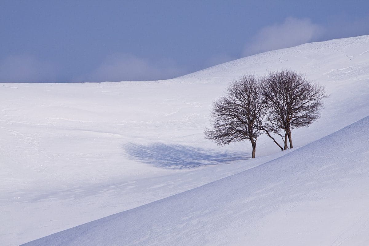Two lone trees on a snow covered hill.