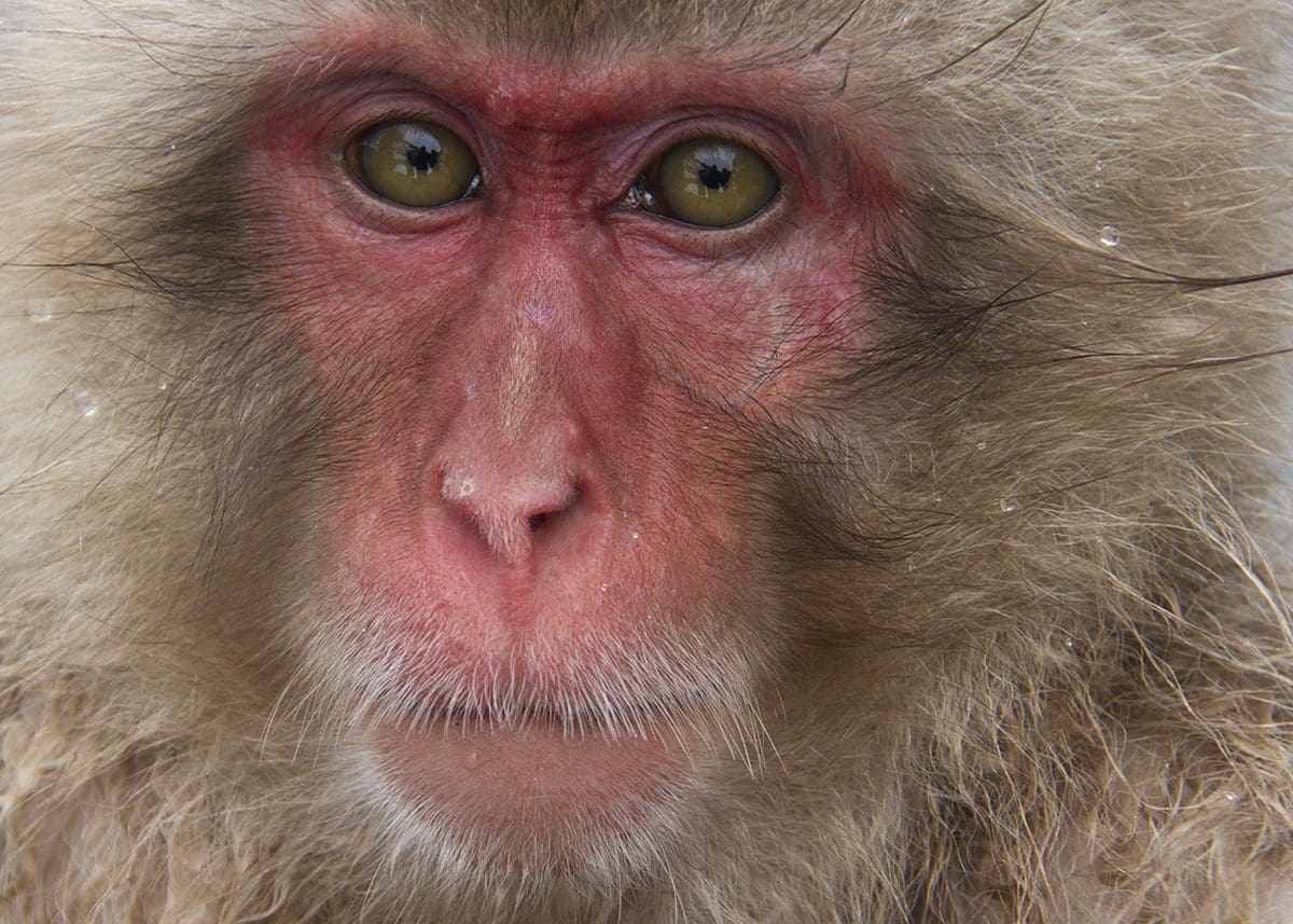 A close up of a snow monkey.